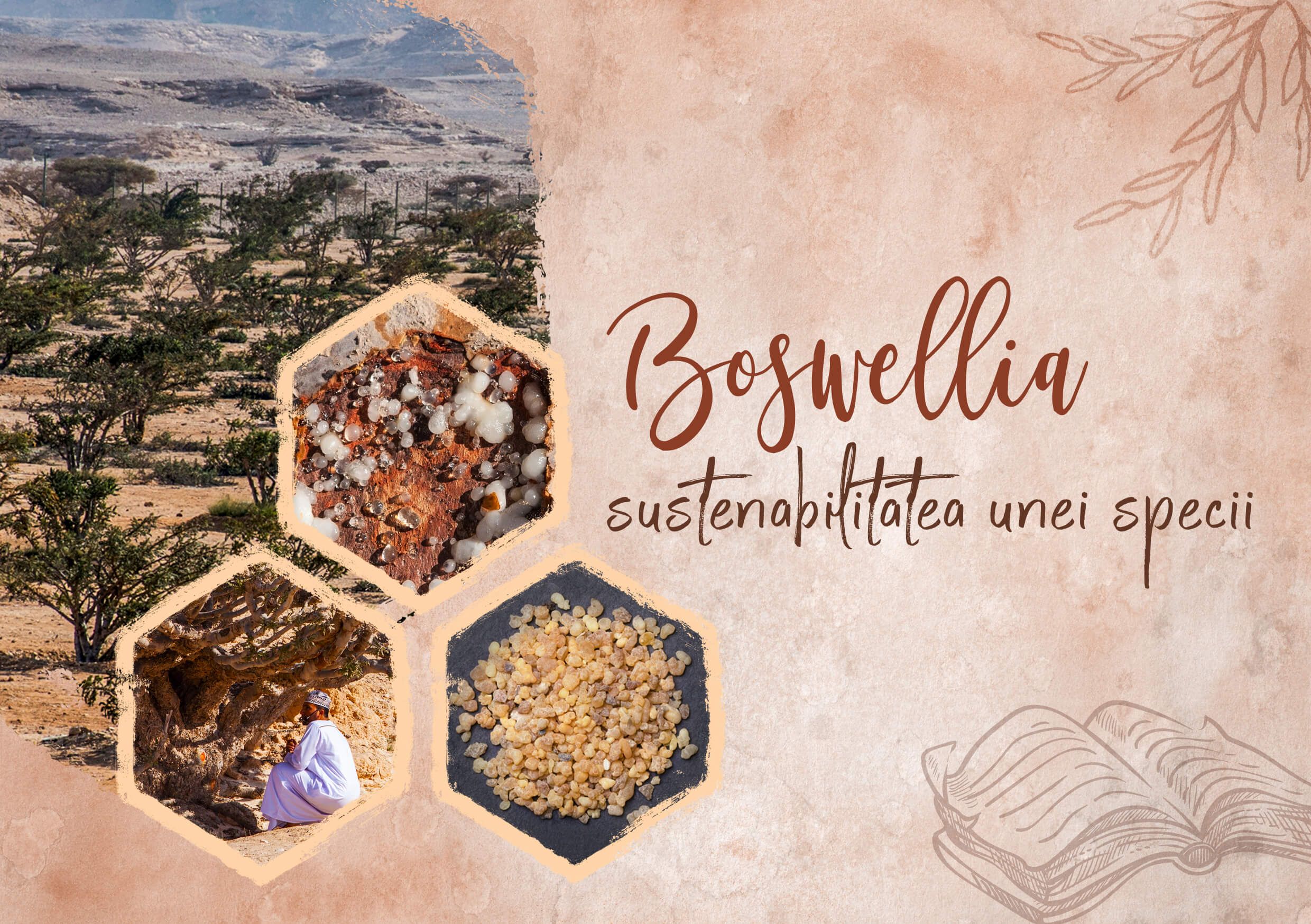 Boswellia - sustainability of a species