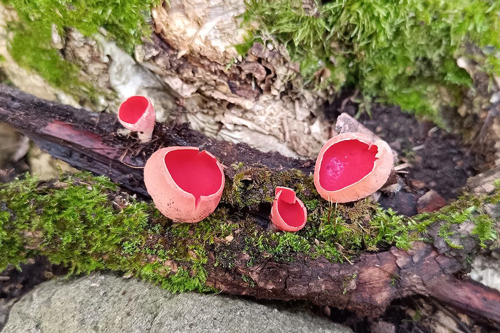 The elves' ruby poppy - video presentation