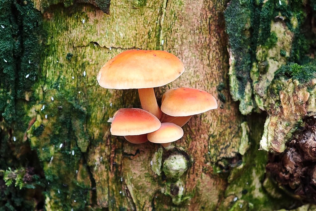 New monograph - Velvet Lefoot Mushroom