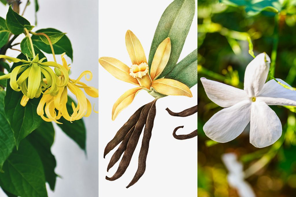 Vanilla, Ylang, Jasmine - monograph update