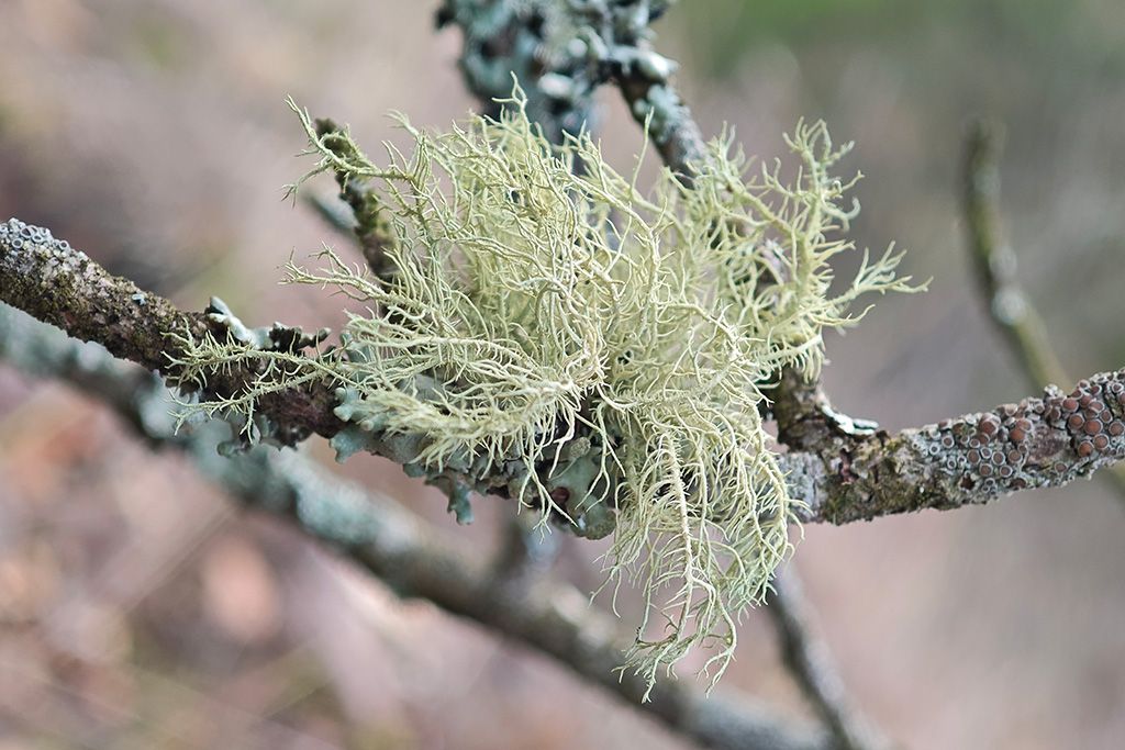 New monograph - Usnea