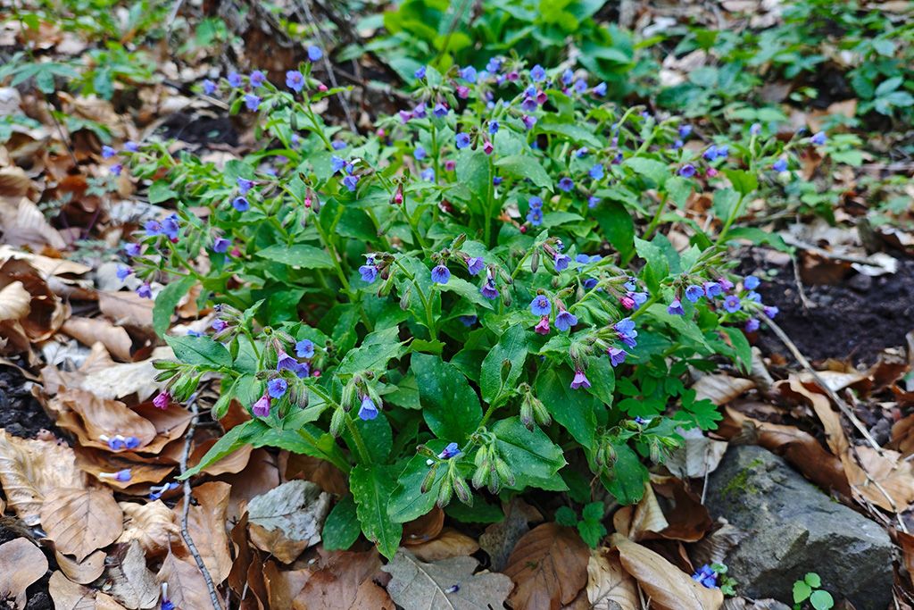 Lungworm (Pulmonaria spp.) - video presentation