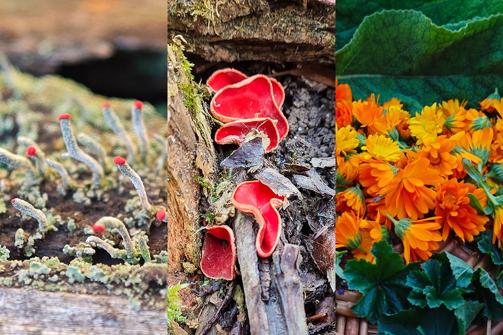 Lichens, fungi and herbs - new category