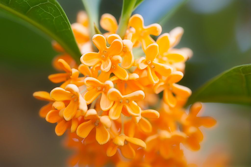 Osmanthus - new monograph